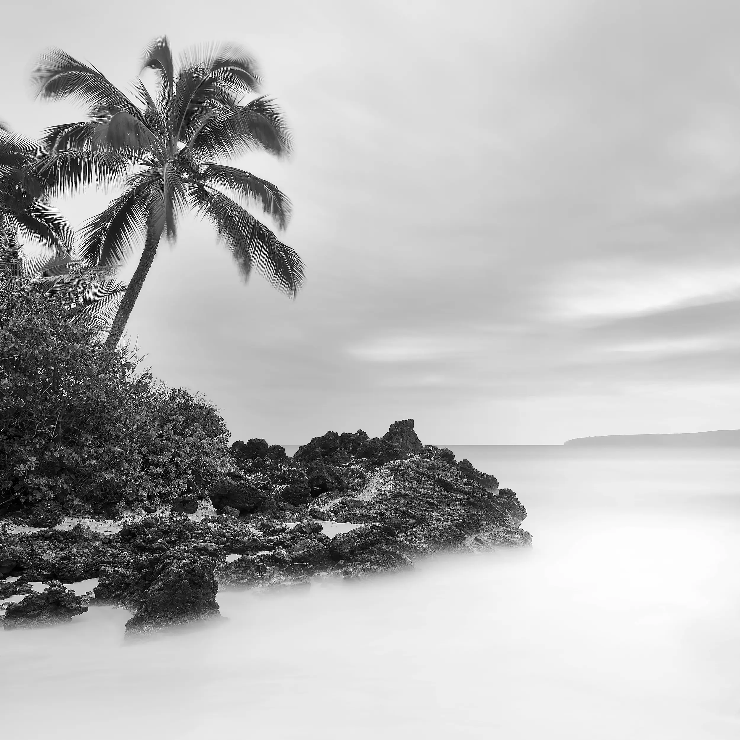 Black and white photograph of palm tree overlooking rocky coastline at Secret Cove Maui with smooth water and distant islands